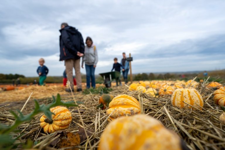 Pumpkin picking in Wallingford