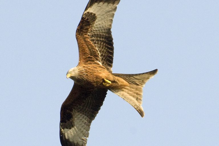 Red Kite Trail